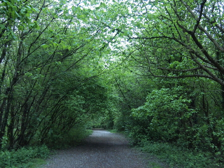 The wood before work started, with little variation in growth and a shaded woodland floor