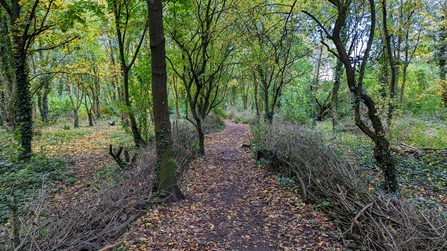 Cock Robin Wood after woodland management