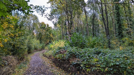 Cock Robin Wood after thinning to allow light to the woodland floor