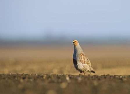 Grey partridge