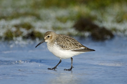 Dunlin