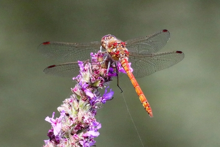 Brandon Marsh Nature Reserve Photography Event