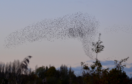 Murmuration at sunset