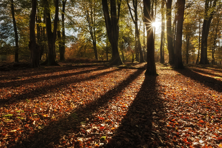 Woodland sunrise