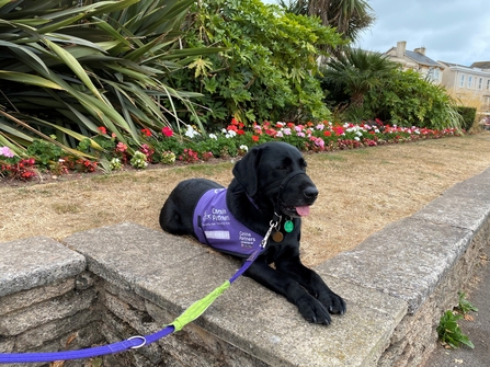 Laurel, a black dog, lies on a stone walkway on her lead.