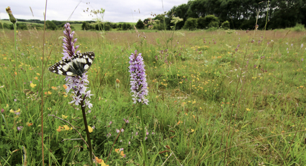 A wildflower meadow beneath a cloudy sky, with a row of trees in the distance. The meadow is filled with colourful flowers and green grasses. In the foreground are two tall, pink towers of common spotted orchid flowers. A black and white marbled white butterfly rests on one