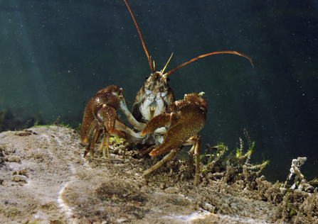 White-clawed crayfish