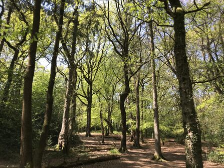 Clowes Wood