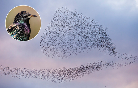 Murmuration and starling