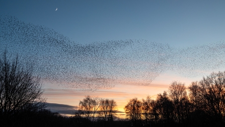 Brandon Marsh murmuration at sunset