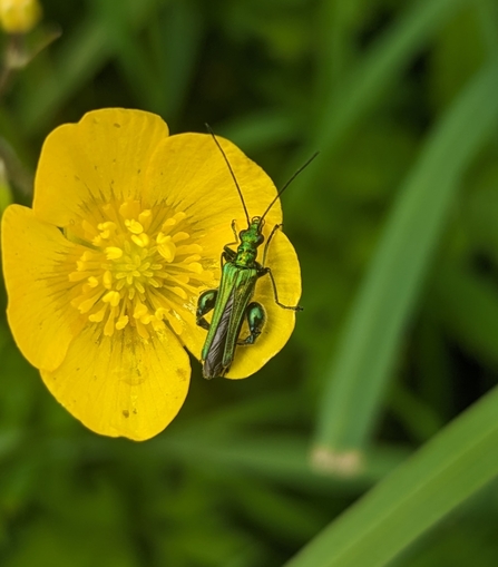 Thick-legged flower beetle perched on a flower