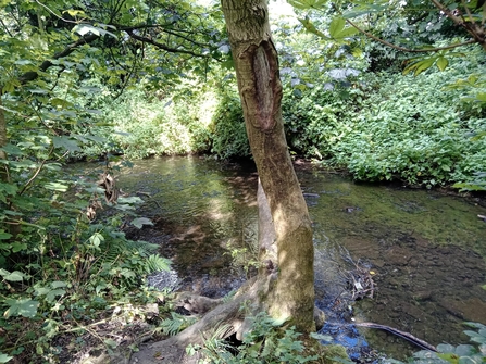 A brook with shrubs and trees on the shore