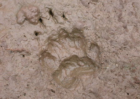 Badger print