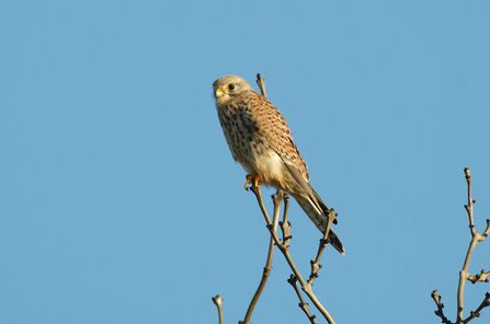Kestrel