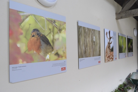 A picture of the Cewe photography competition installation at Brandon marsh
