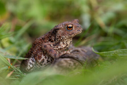 A toad sitting on a log