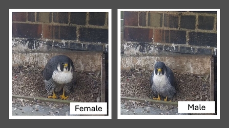 Male v's Female