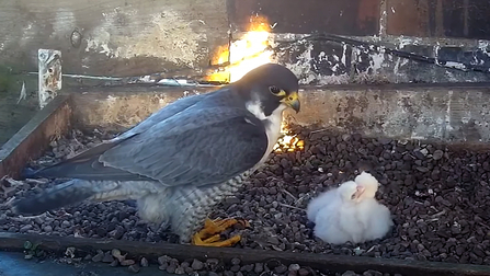 Peregrine with chicks