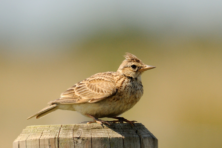 Skylark