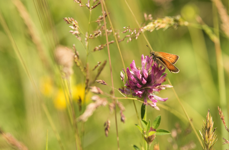 Meadow skipper