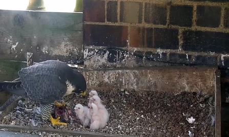 The chicks being fed