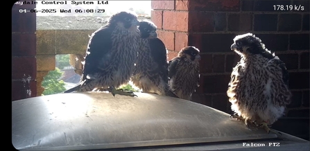 Four peregrines
