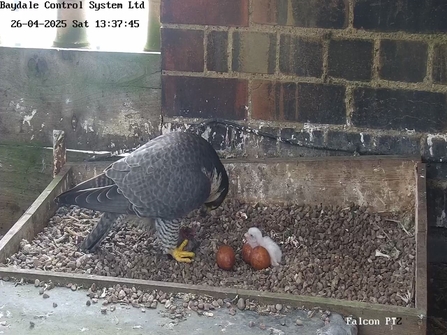 The first chick hatches
