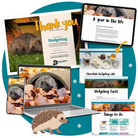 Adopt a hedgehog