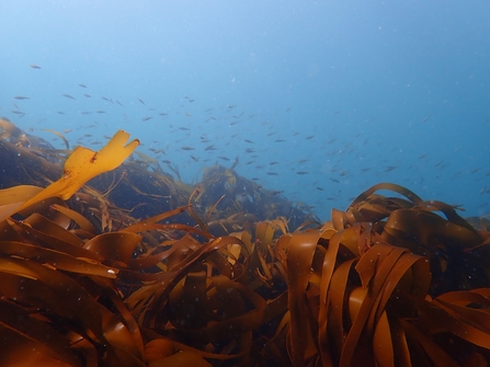 Kelp in the foregound with juvenile fish swimming in the background