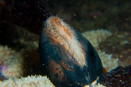 Ocean quahog