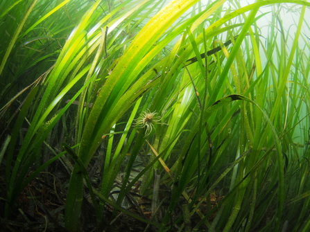 Snakelock anemone in seagrass