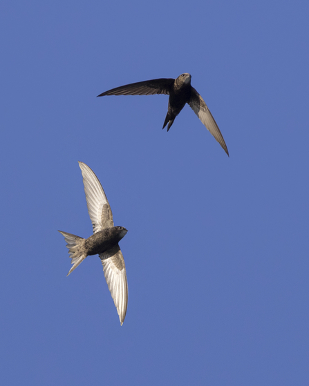 Photo of two swifts in flight
