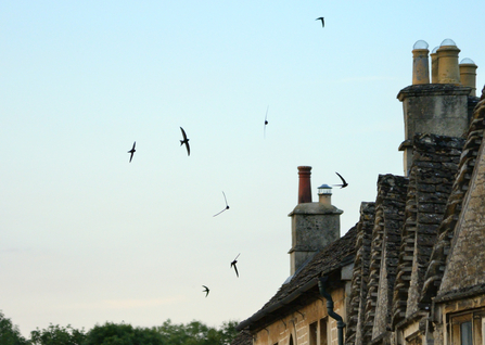 Group of swifts flying above rooftops