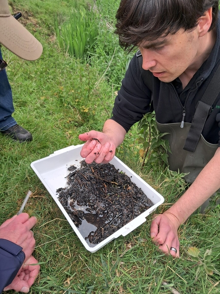 Person holding up an invertebrate from the kick sampling