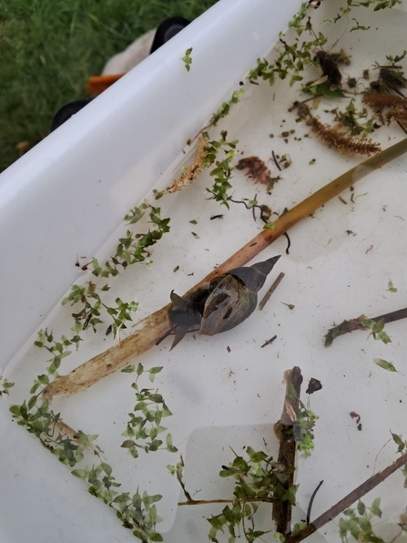 Invertebrates found in kick sample