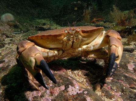 Edible crab