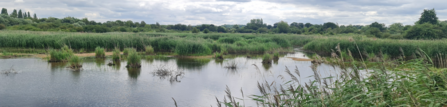 A picture of the wetlands at Brandon Marsh Nature Reserve near Coventry