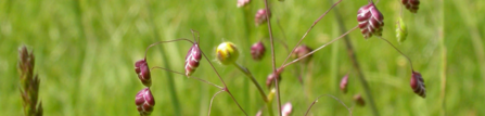 A close up picture of quaking grass