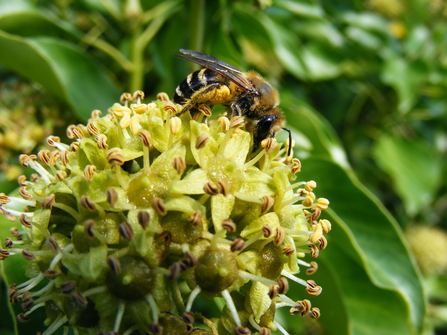 An ivy bee enjoying some nectar on a flower