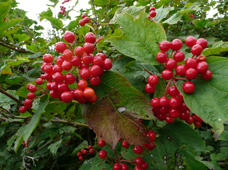 Red berries of the guelder rose