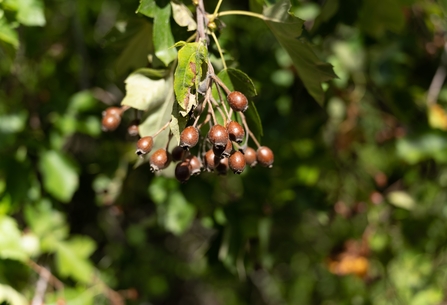 Golden-brown berries of the wild service tree