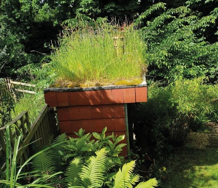 A green roof planted in a wildlife garden