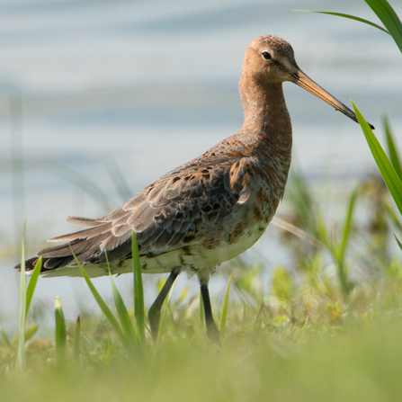 Black-tailed godwit