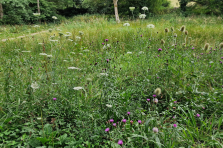 A picture of wildflower grassland with many purple flowers.