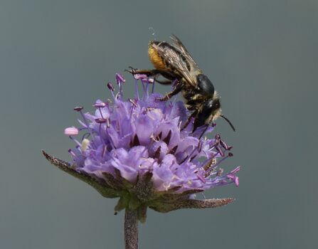 A patchwork leafcutter bee drawing nectar from a purple flower