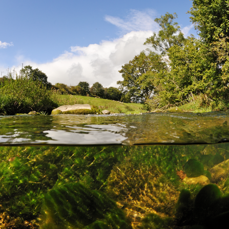 River with view underwater and above water