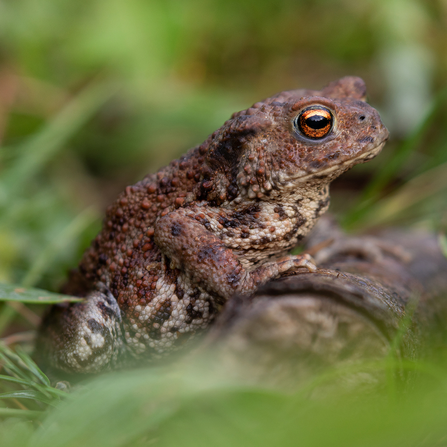 Toad in green grass