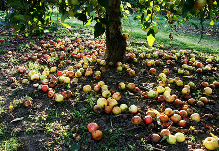 A windfall of apples on the ground underneath a tree