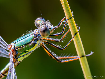 Emerald damselfly