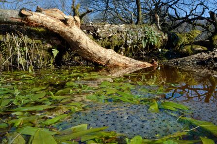 Frog spawn in beaver pond